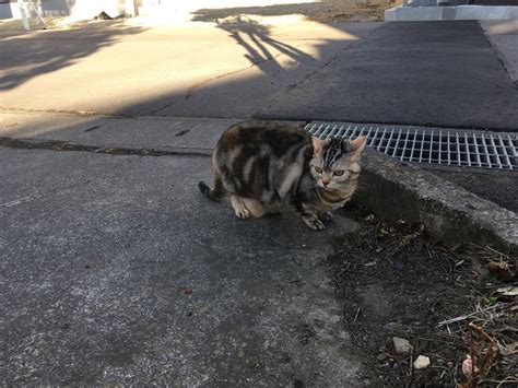 猫には都合のいい長さ 猫のくるみ お世話日記