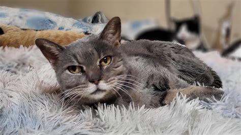 Une Chatte G E Malade Et Errante Montre Sa Joie De Porter Un Collier