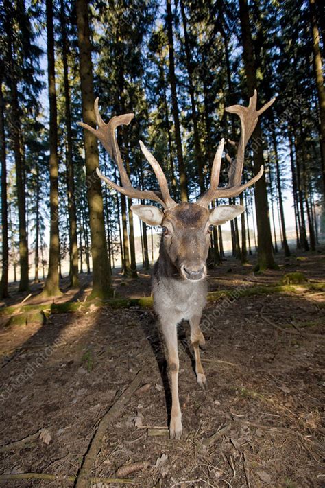 Fallow Deer Stock Image C0316893 Science Photo Library