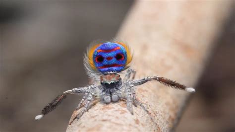 Peacock spiders: Five new species discovered in Western Australia ...