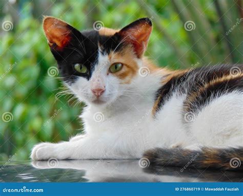 Calico Cat Face In The Detail Stock Image Image Of Face Portrait