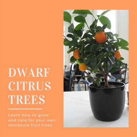 How to Grow a Dwarf Citrus Tree | Dengarden