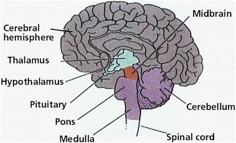 LCSDAnatomyPhysiology - Parts of the brain 1