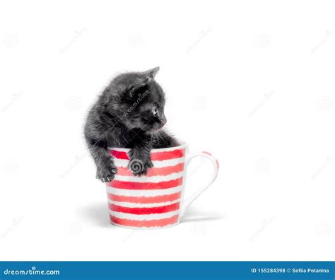 Little Cute Black Kitten Sitting In A Cup Isolated On White Background