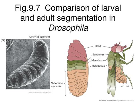 Ppt Bio Embryology Lecture Drosophila Body Plan Powerpoint