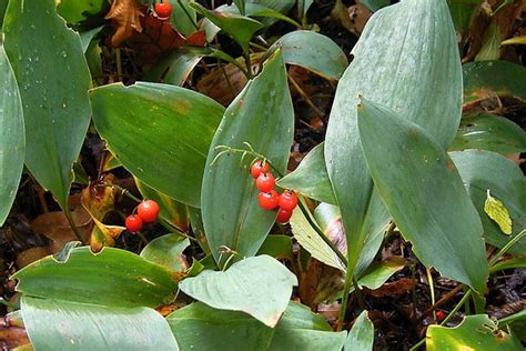 Ландыш майский: полезные лечебные свойства, применение в медицине и ...