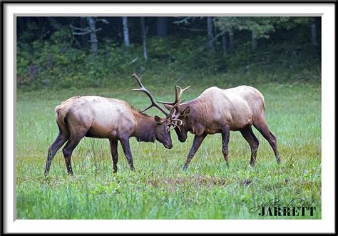 Elk Of Cataloochee Valley GSMNP Kent Jarrett Photography