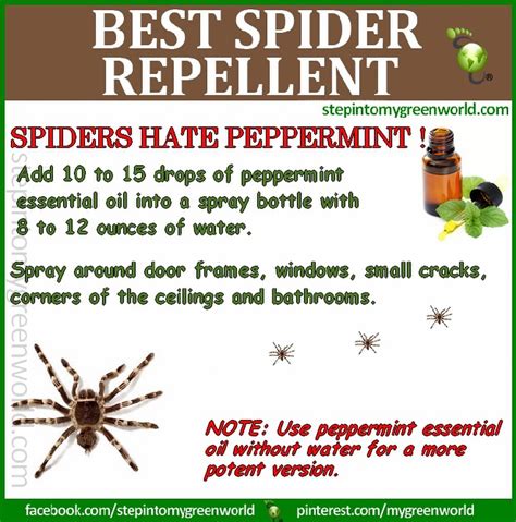 What Is The Best Spider Repellent