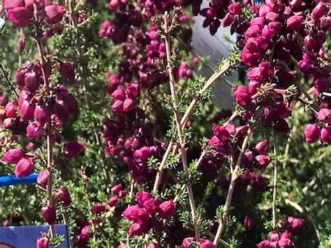 Erica Hybrida Cottage Beetroot Wholesale Nursery Nurseries In