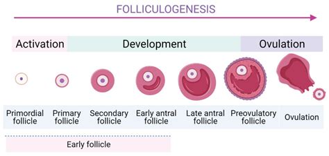 Early Follicles Encyclopedia MDPI