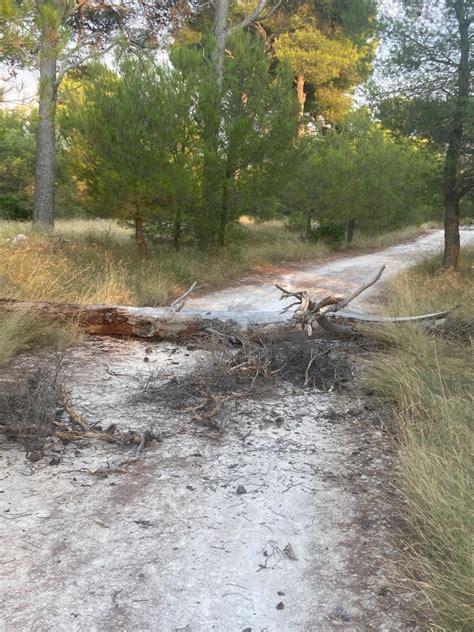 Nitko Nije Odgovoran Trula Stabla Padaju Na Put Koji Vodi Prema