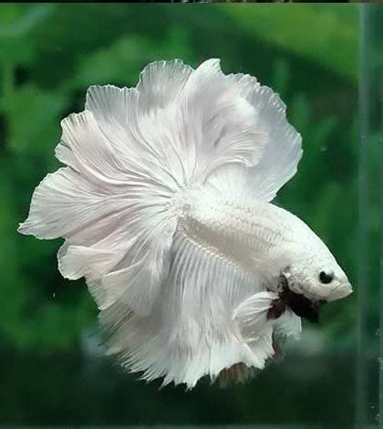 Beautiful Betta Fish