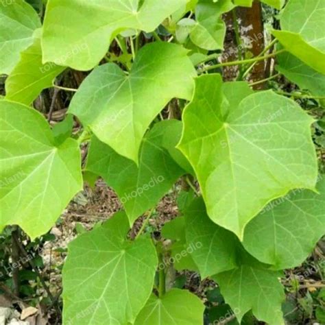 jual daun jarak segar gram shopee indonesia