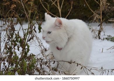 White Maine Coon Blue Eyes Close Stock Photo 1860750997 | Shutterstock