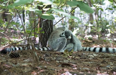 Ring-tailed Lemur - Duke Lemur Center