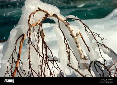 Winter Landscape Tobermory Ontario Canada Detail Of Ice Covered Tree