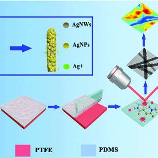 Schematic Illustration That Shows The Fabrication Pathway Of AgNP AgNWs