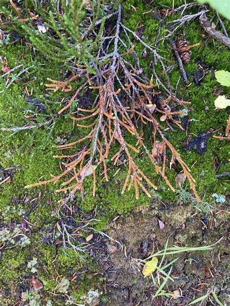 Western Moss Heather From Improvement District No 9 Ab T0l Canada On