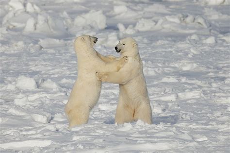 Polar Bear Mating Season — Gold Star Canadian Tours