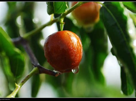 Giuggiole Caratteristiche Propriet E Benefici Innaturale