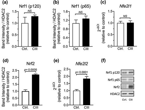 nrf   nrf signaling  augmented  ciii treated astrocytes