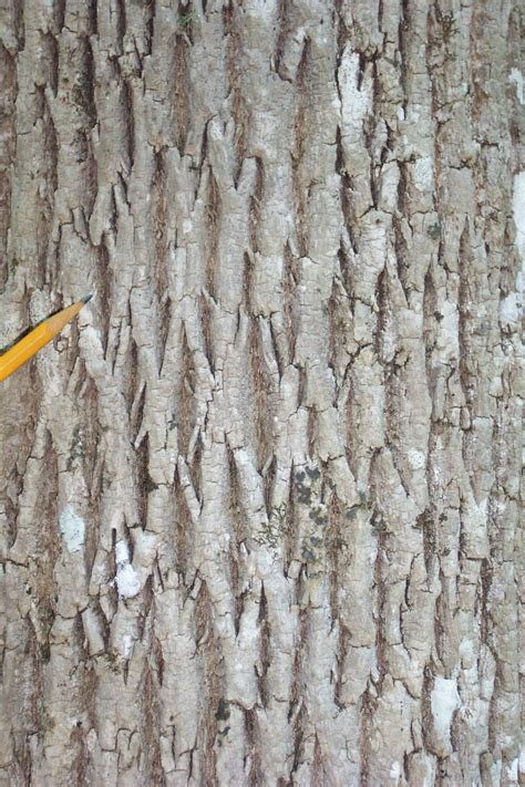 Ясень дерево кора (Много фото) - treepics.ru