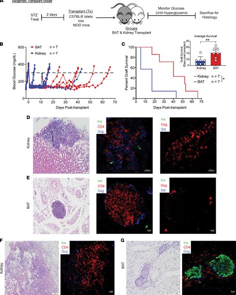 Pdf Islet Transplantation Into Brown Adipose Tissue Can Delay Immune