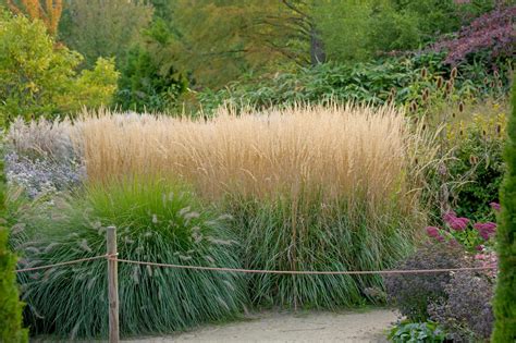 Calamagrostis Karl Foerster Feather Reed Grass Hopes Grove