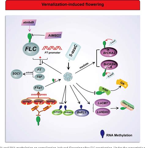 Figure 3 from Role of methylation in vernalization and photoperiod ...