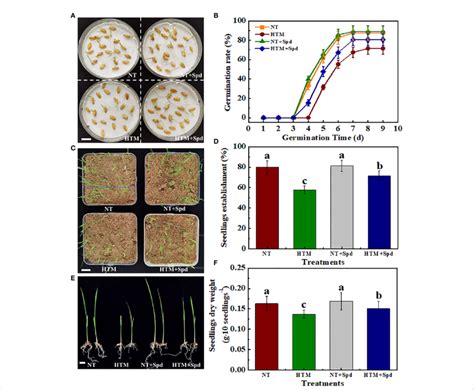 Spermidine Treatment Remarkably Promoted Seed Germination And Seedling