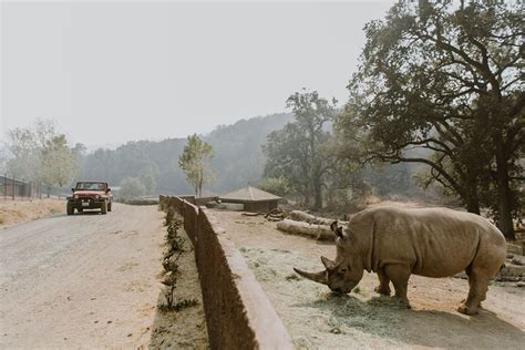 In Photos Safari West Wildlife Preserve Survives Tubbs Fire Nbc Bay Area