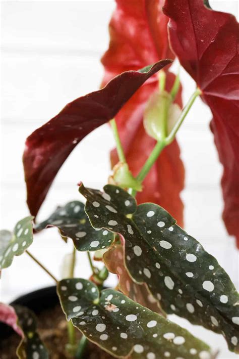 Begonia Maculata Polka Dot Begonia Care Paisley Plants