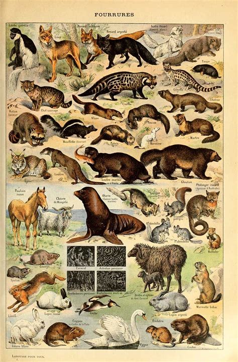 Free animal posters from illustrated larousse dictionaries – Artofit