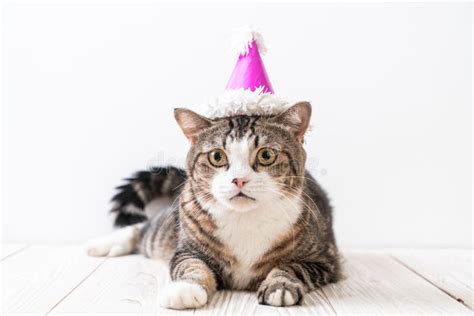 Cat with party hat stock photo. Image of front, party - 151486030