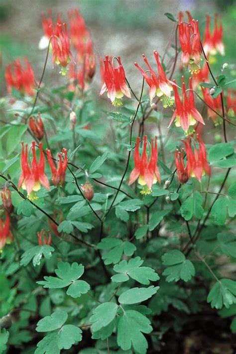 Native Red Columbine Seeds Etsy