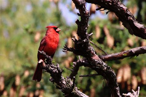 Cardinal Faune Oiseau Photo Gratuite Sur Pixabay Pixabay