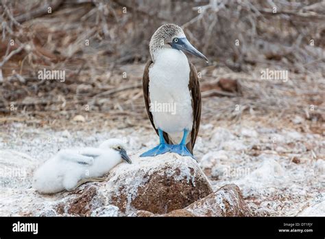 Blue Footed Booby Sula Nebouxii Adult With Chick On North Seymour