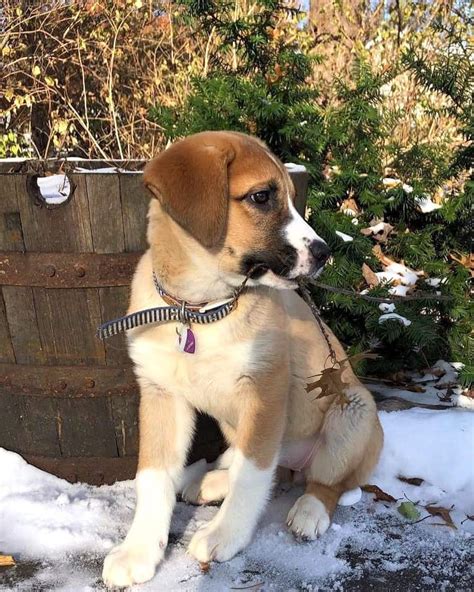 Siberian Husky Saint Bernard Mix