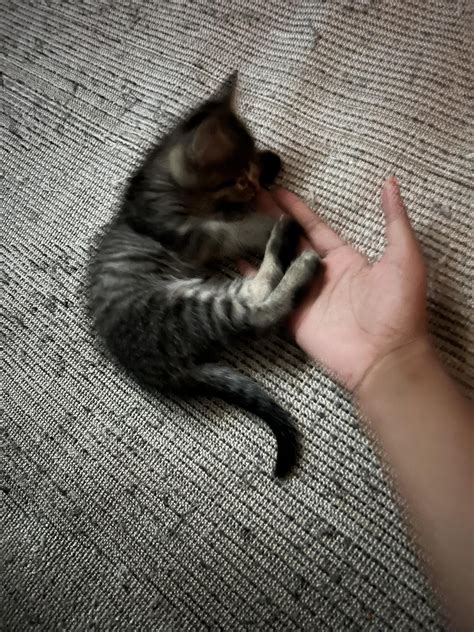 is it normal bird scratching easily 1