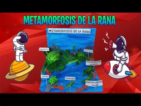 Maqueta Del Metamorfosis De La Rana Maqueta Del Siglo De La Rana Youtube