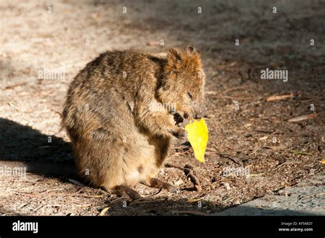 Quokka Rottnest Island Australia Stock Photo Alamy