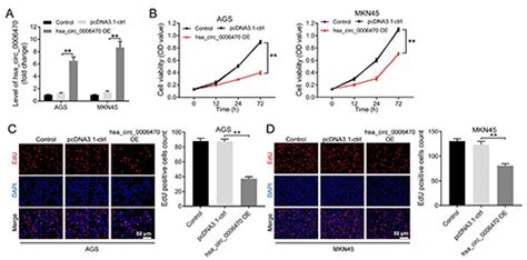 Overexpression Of Hsa Circ 0006470 Inhibits The Malignant Behavior Of