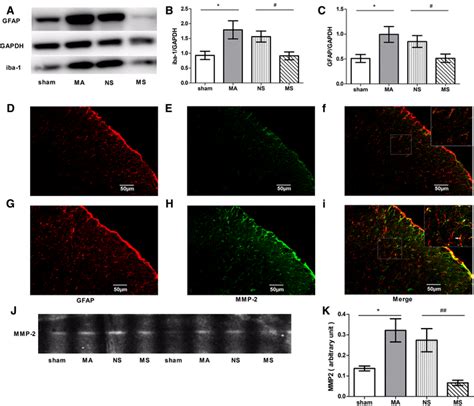 Repeated MS Injection On Glial Cell Activation In Spinal Cords Of