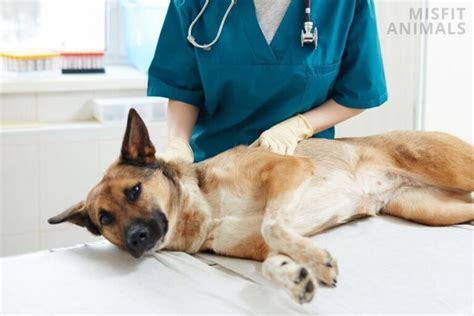 Ehrlichia In Dogs: Is It Dangerous? (What You Need To Know)