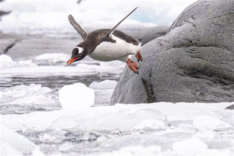 Gentoo Penguin • Marko Dimitrijevic Photography