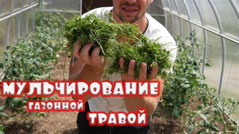 УДОБРЕНИЕ из газонной травы - YouTube