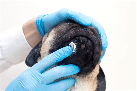 How To Treat Dog Ear Yeast Infection