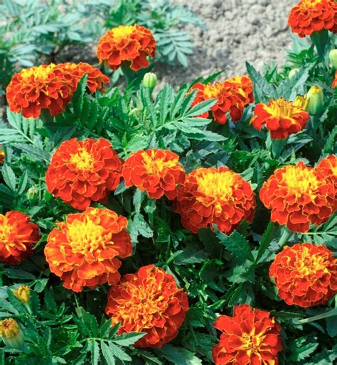 French Marigold Red Cherry Buy Marigold Seeds Online