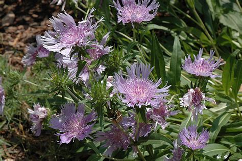 Blue Danube Stokes' Aster (Stokesia laevis 'Blue Danube') in Milwaukee Brookfield Waukesha New ...