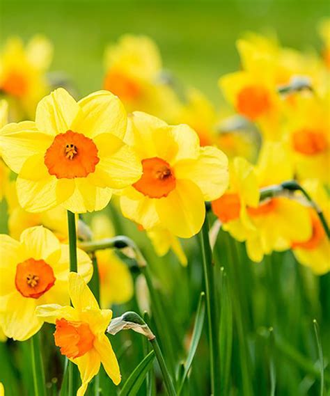 Daffodil Flower In Hindi Meaning Best Flower Site